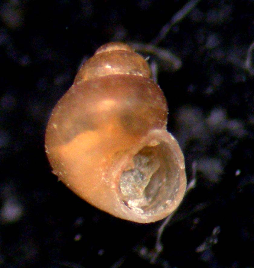 rudolphsetia fusca